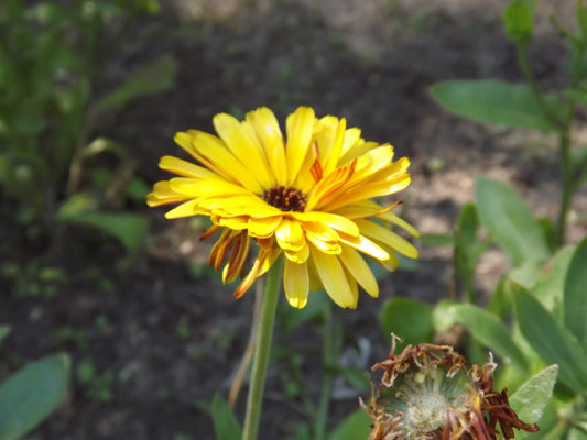CALENDULE, LA SPÉCIALISTE DE LA PEAU