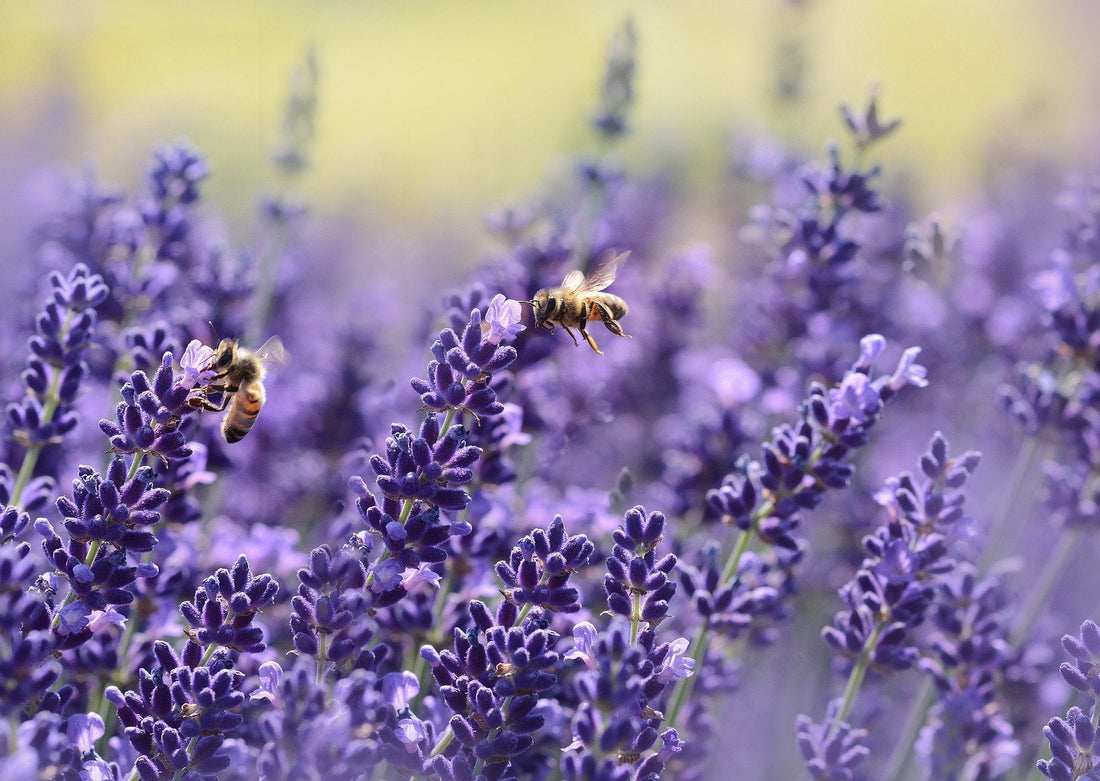 Semaine des Pollinisateurs : Guide Complet pour Comprendre et Agir au Québec