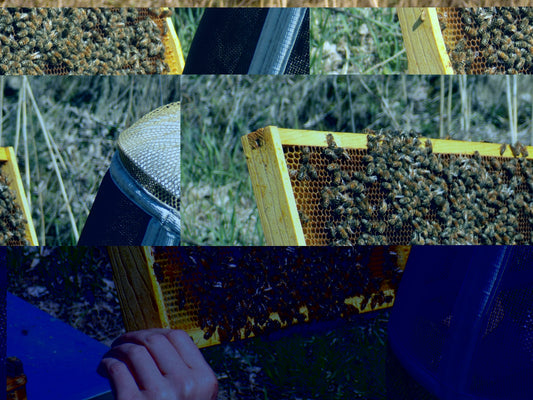 La Propolis : Un trésor naturel autant pour les abeilles que les humains