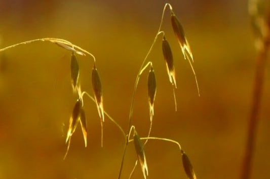 Avoine et miel, un bon duo