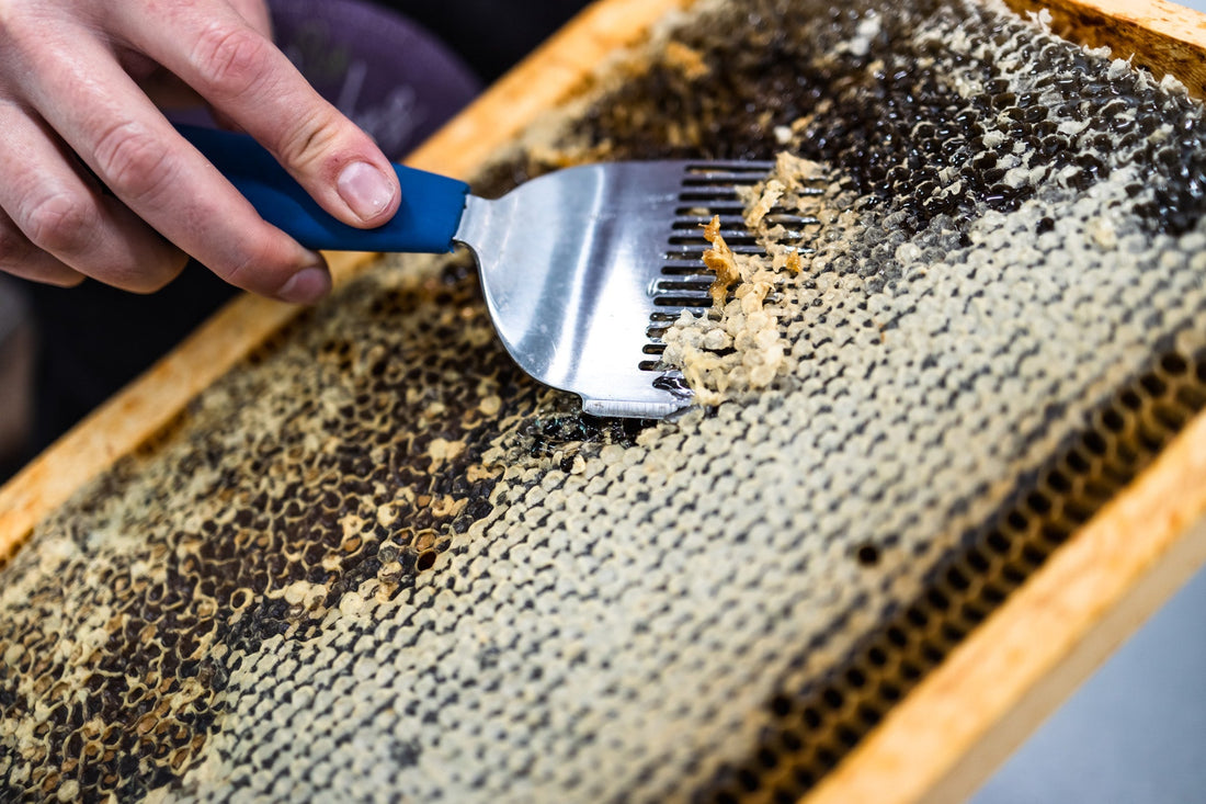 La cire d'abeille : Un trésor de la ruche aux multiples usages