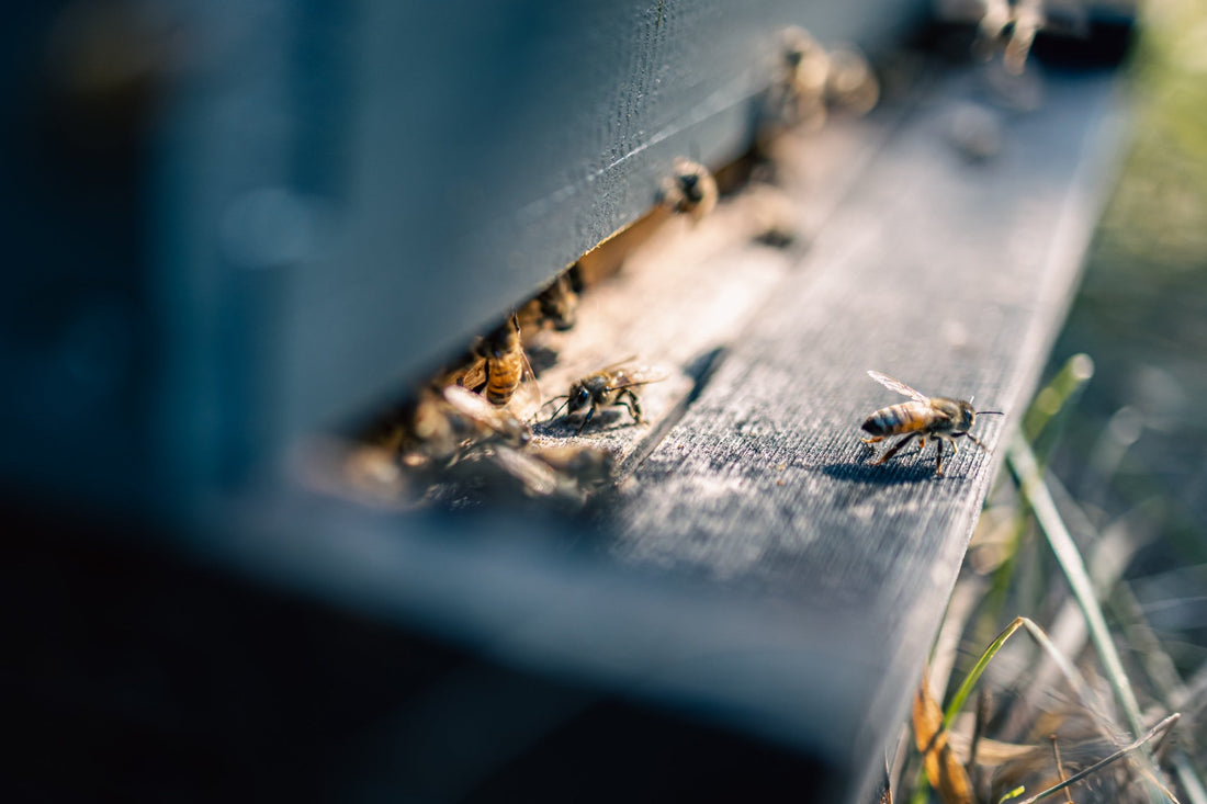 Pour le Jour de la Terre, posez des actions qui comptent