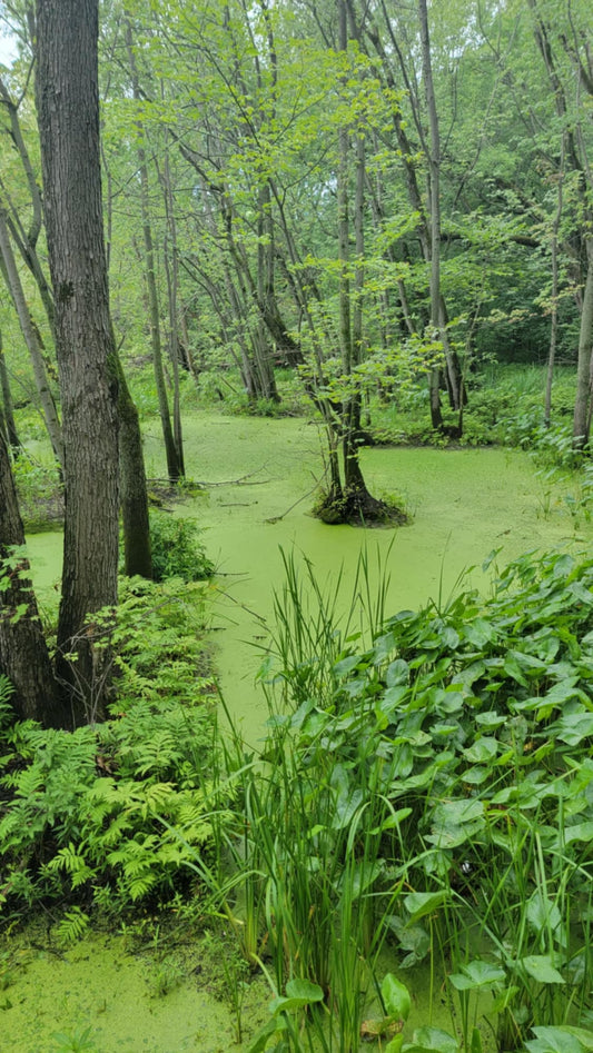 Slow tourisme : Journée 5 entre poutine et nature au Centre-du-Québec