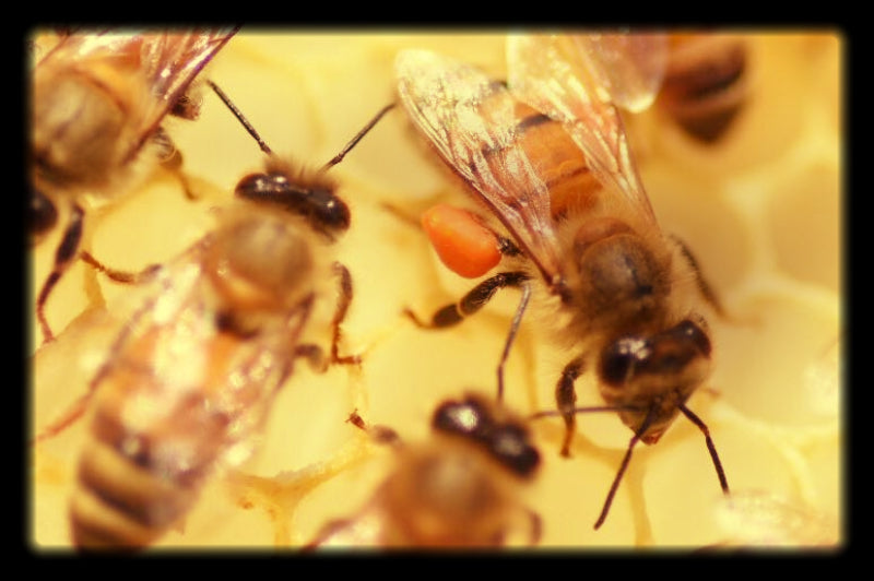 Le pollen : Un trésor caché du rucher