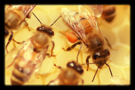 Le pollen : Un trésor caché du rucher